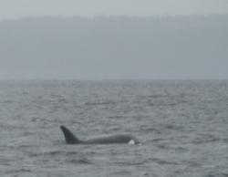 Surfacing orca with white eye patch, BC